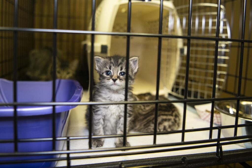 Animales en Navidad: regalo que exige responsabilidad