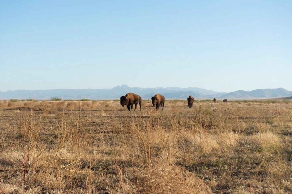 Se restablece presencia del bisonte en pastizales