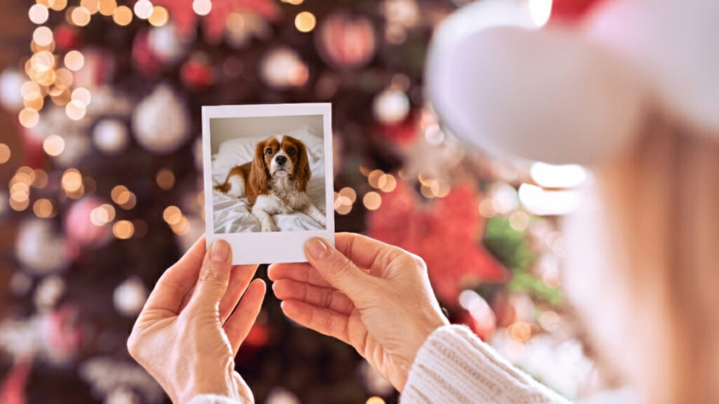 Cómo afrontar estas fiestas sin tu animal de compañía