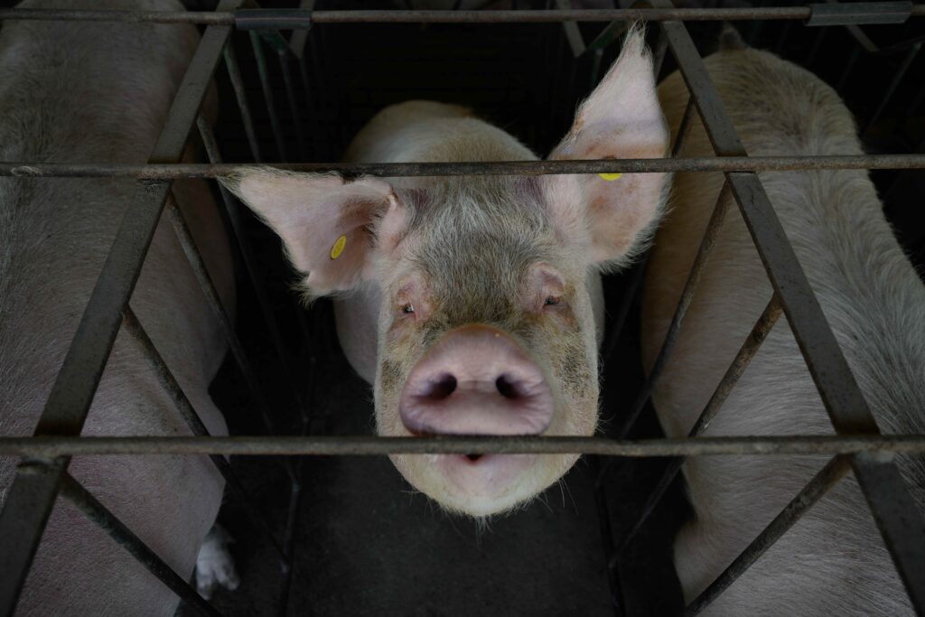 Revelan mutilaciones y castraciones sin anestesia