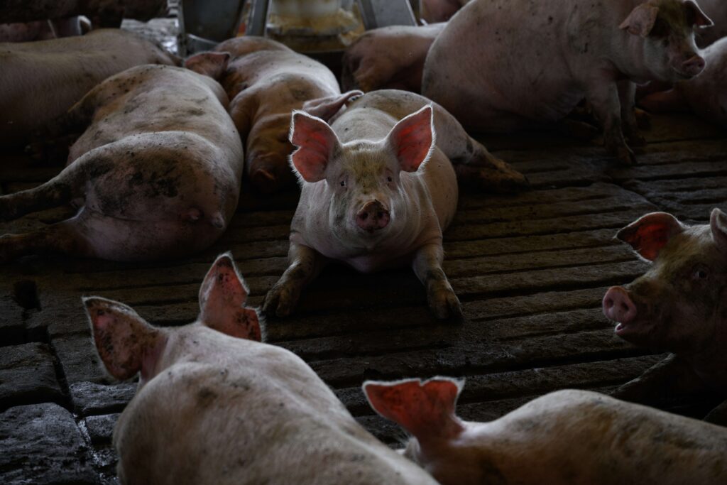 Revelan mutilaciones y castraciones sin anestesia