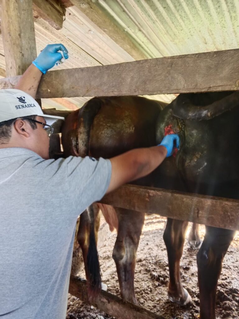Medidas para reforzar sanidad ante gusano barrenador