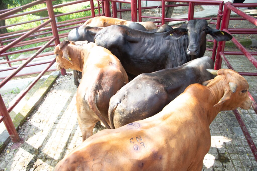 Rompe gusano barrenador del ganado casos activos