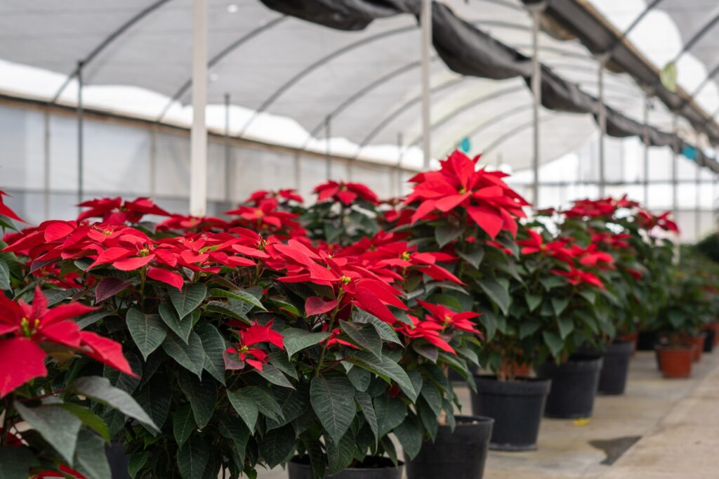 Chapingo presentará 2° Foro  sobre flor de nochebuena 