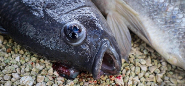 Presentan iniciativa para proteger a los peces