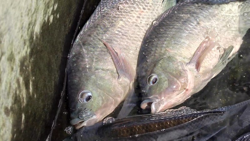 Presentan iniciativa para proteger a los peces