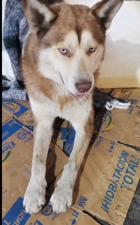 Repunta abandono de perros en la Basílica de Guadalupe