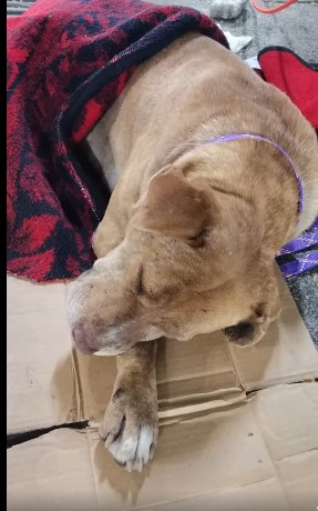 Repunta abandono de perros en la Basílica de Guadalupe