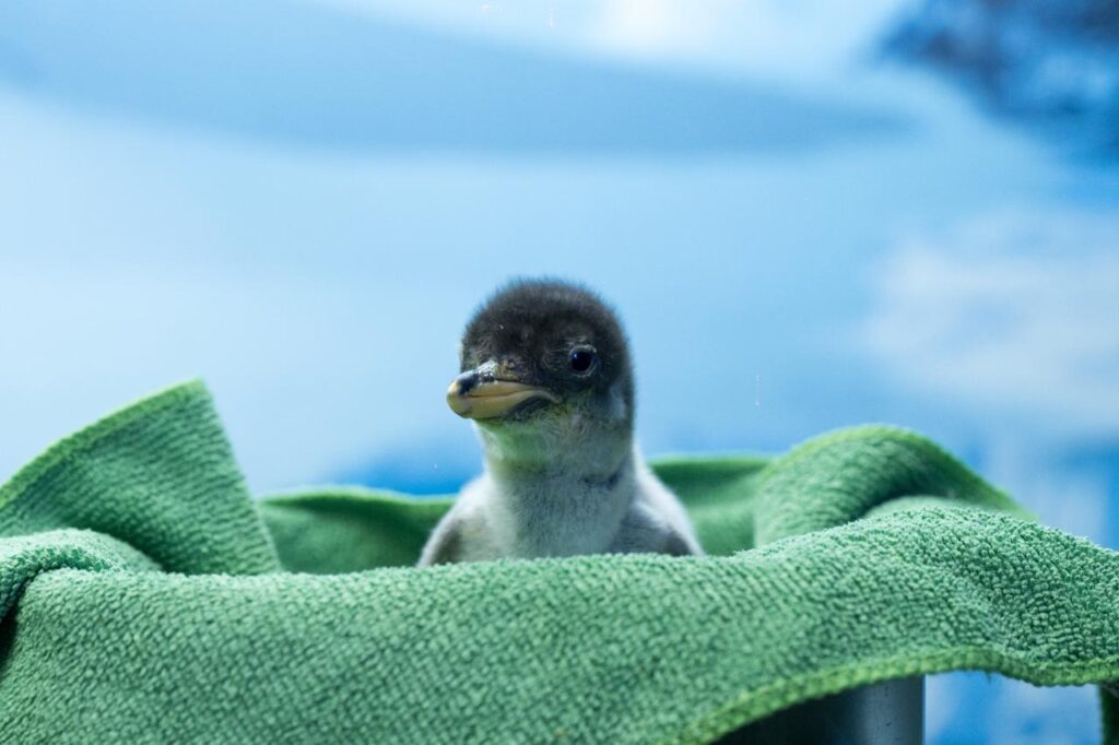 Cuatro crías de pingüino Gentoo nacen en acuario