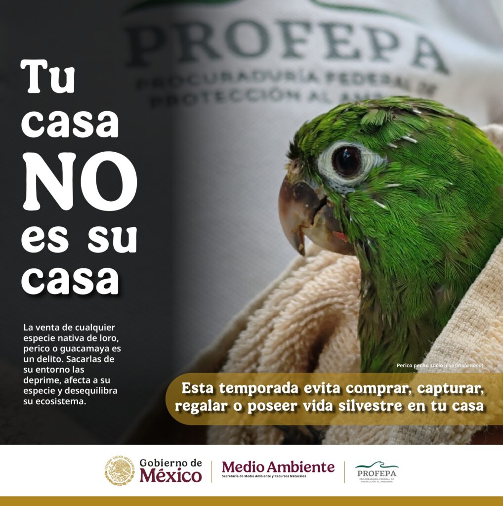 ¡Tu casa no es su casa! No comprar fauna silvestre