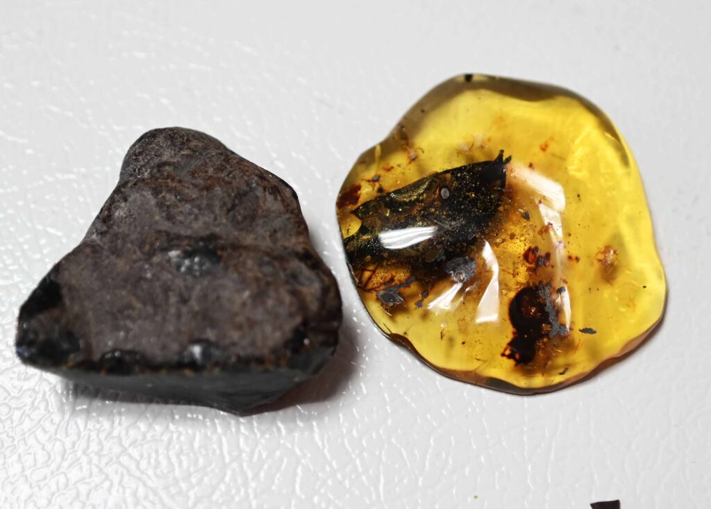 Nueva especie de árbol es descubierta en Chiapas