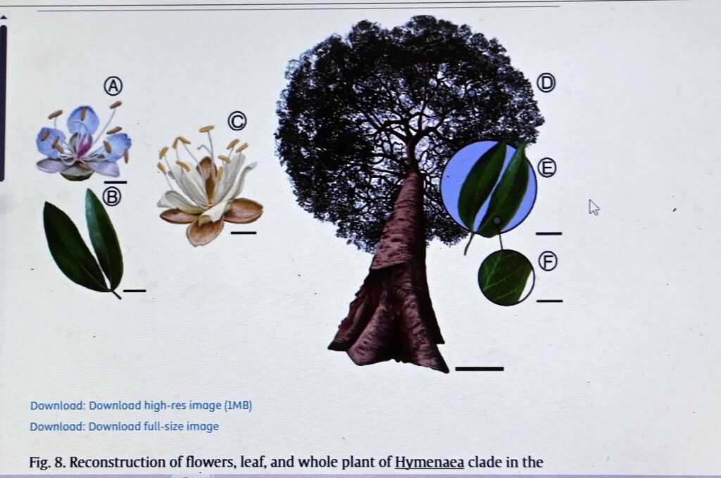 Nueva especie de árbol es descubierta en Chiapas