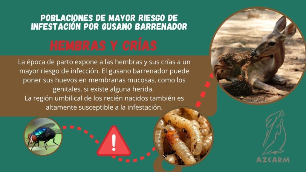 Gusano barrenador ya afecta fauna silvestre