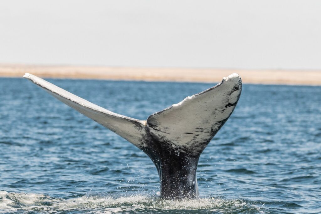 Inició la temporada de avistamiento de ballena gris
