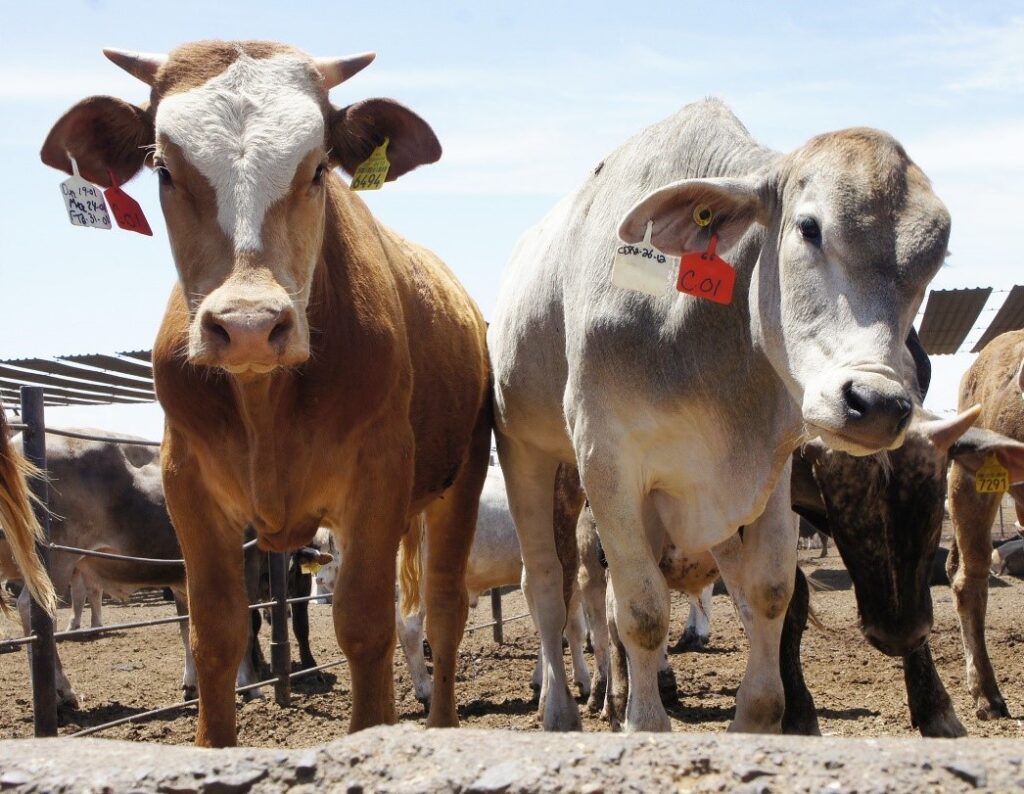 Alcanza detección de gusano barrenador a entidades 