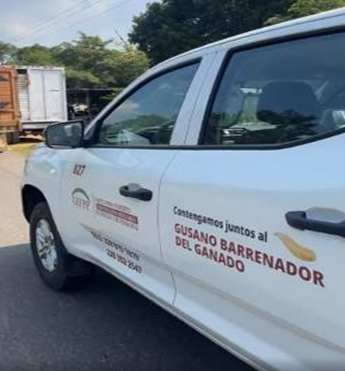 La plaga del gusano barrenador cumple un año