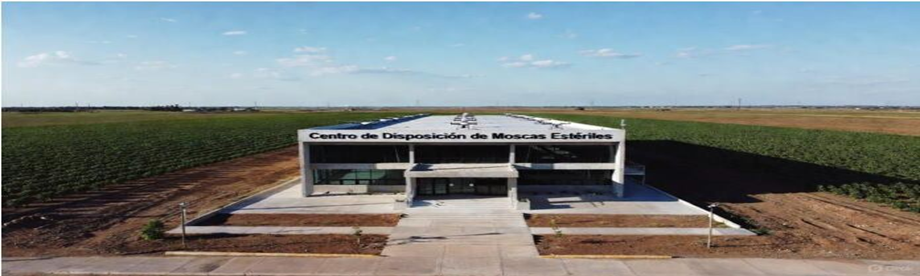 La plaga del gusano barrenador cumple un año