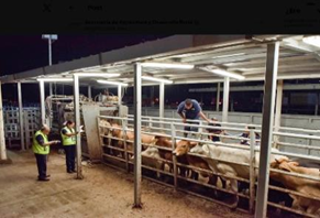 La plaga del gusano barrenador cumple un año