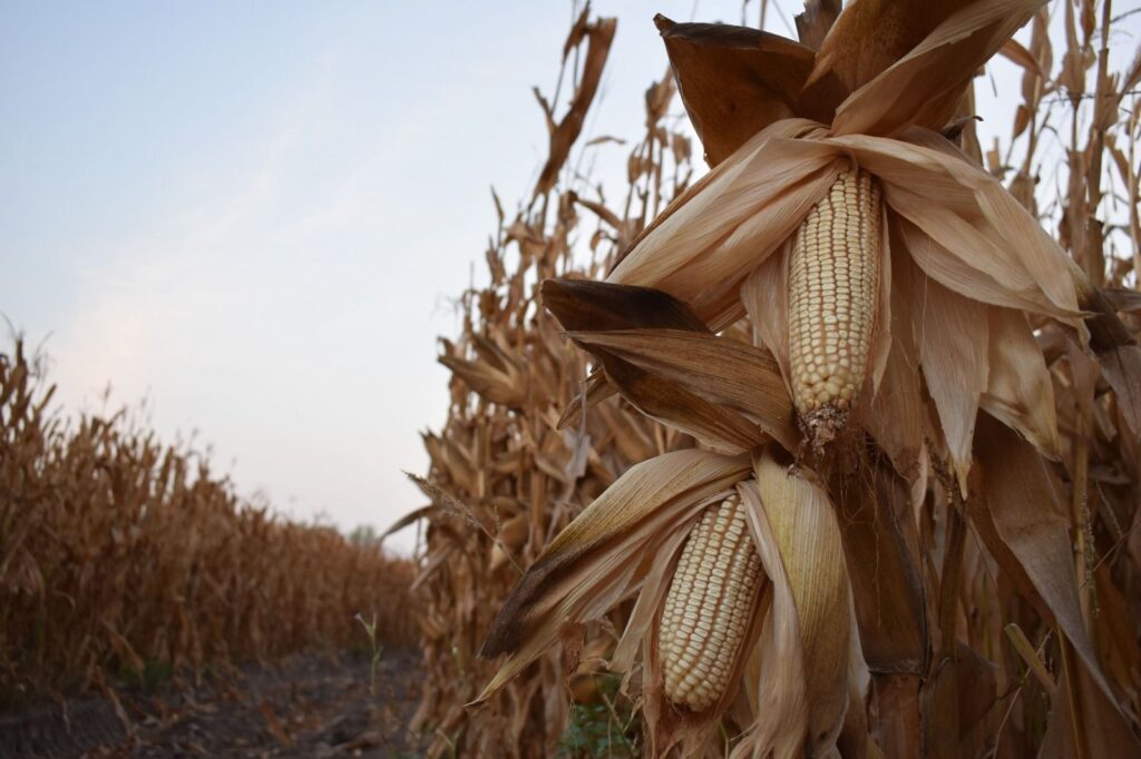 Productores de maíz al límite: exigen rescate al campo