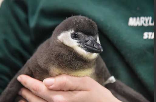 Pingüinos en Peligro: cuando su hogar desaparece
