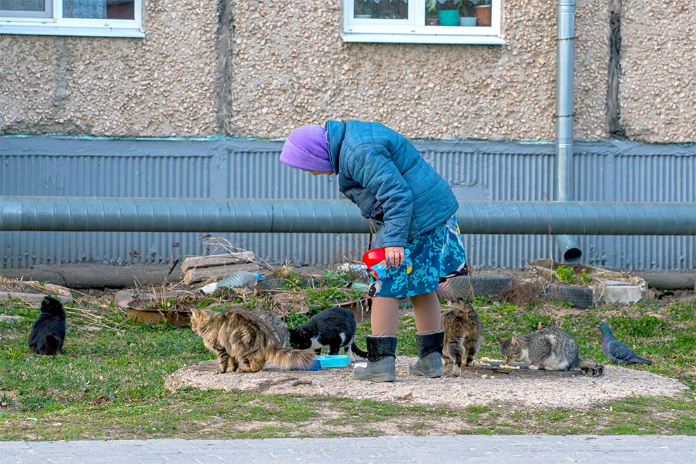 Síndrome del arca de Noé: afecto a animales patológico