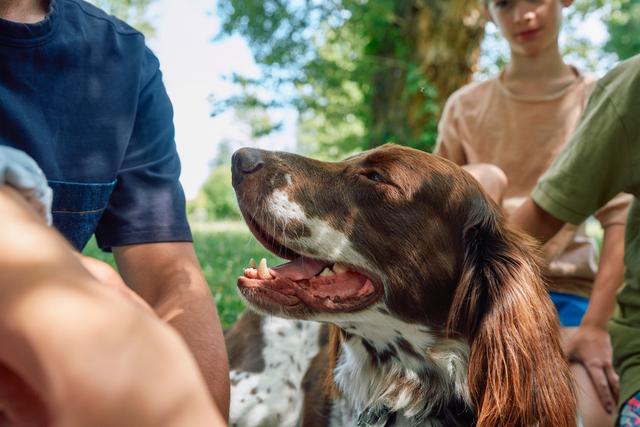 Cuatro enfermedades que  afectan la salud de tu perro 
