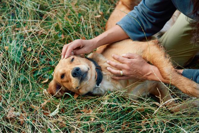 Cuatro enfermedades que  afectan la salud de tu perro 
