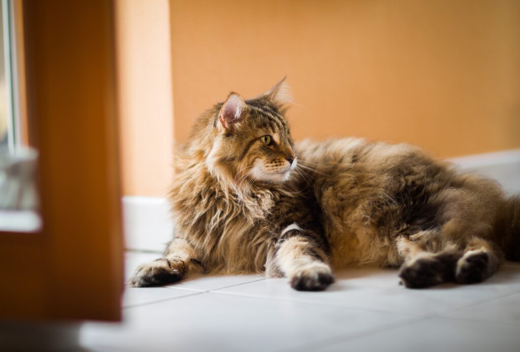 Si lo quieres y lo cuidas: momento de hacer un check up 