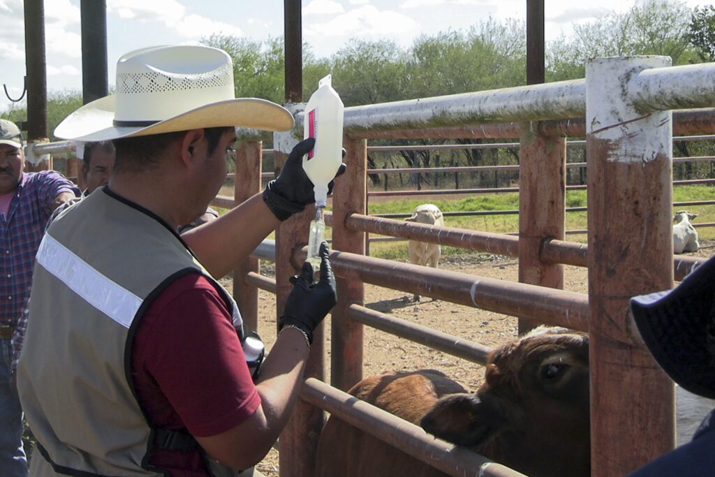 Disminuyen 86% de casos de gusano barrenador 