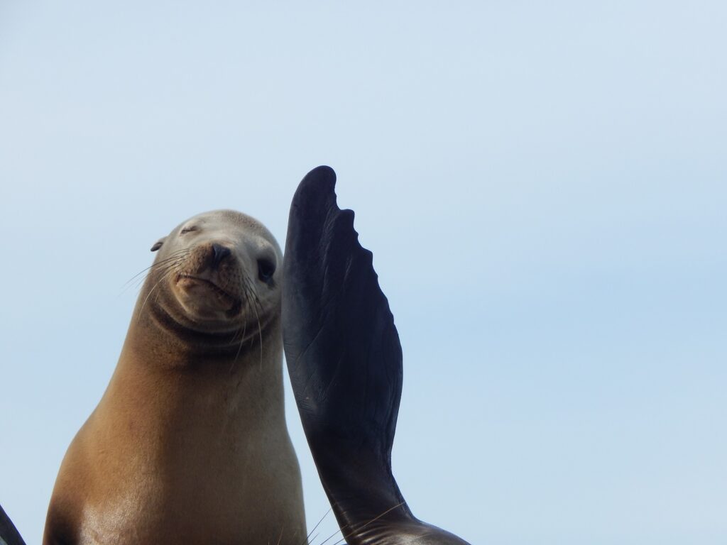 Protocolo ante el avistamiento de lobos marinos 