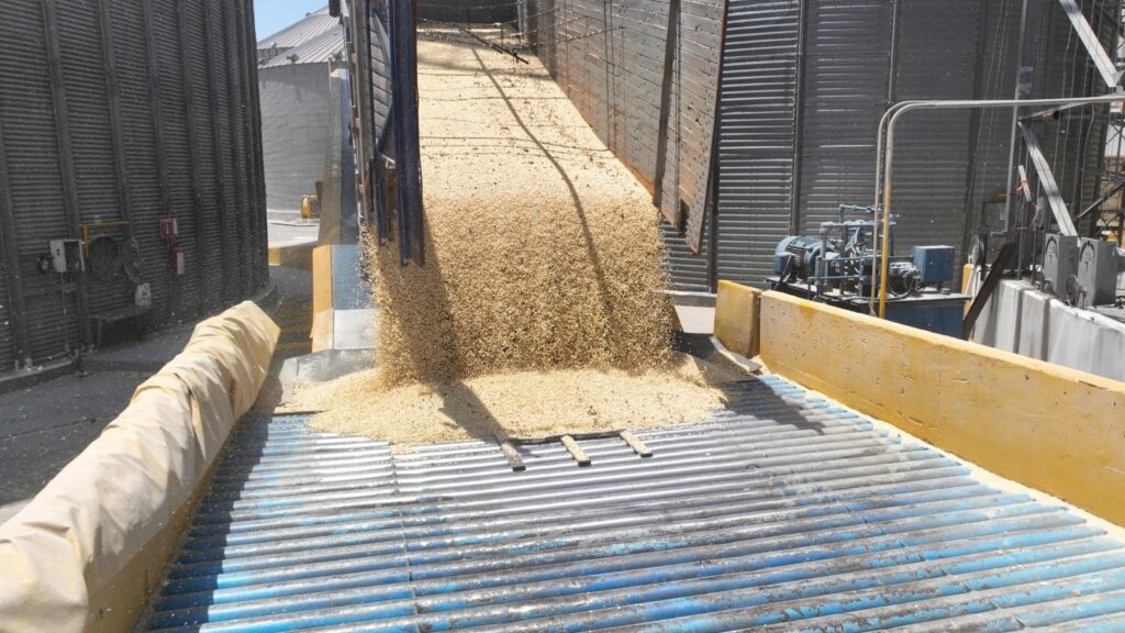 Frenar impacto de importaciones de maíz: COUC