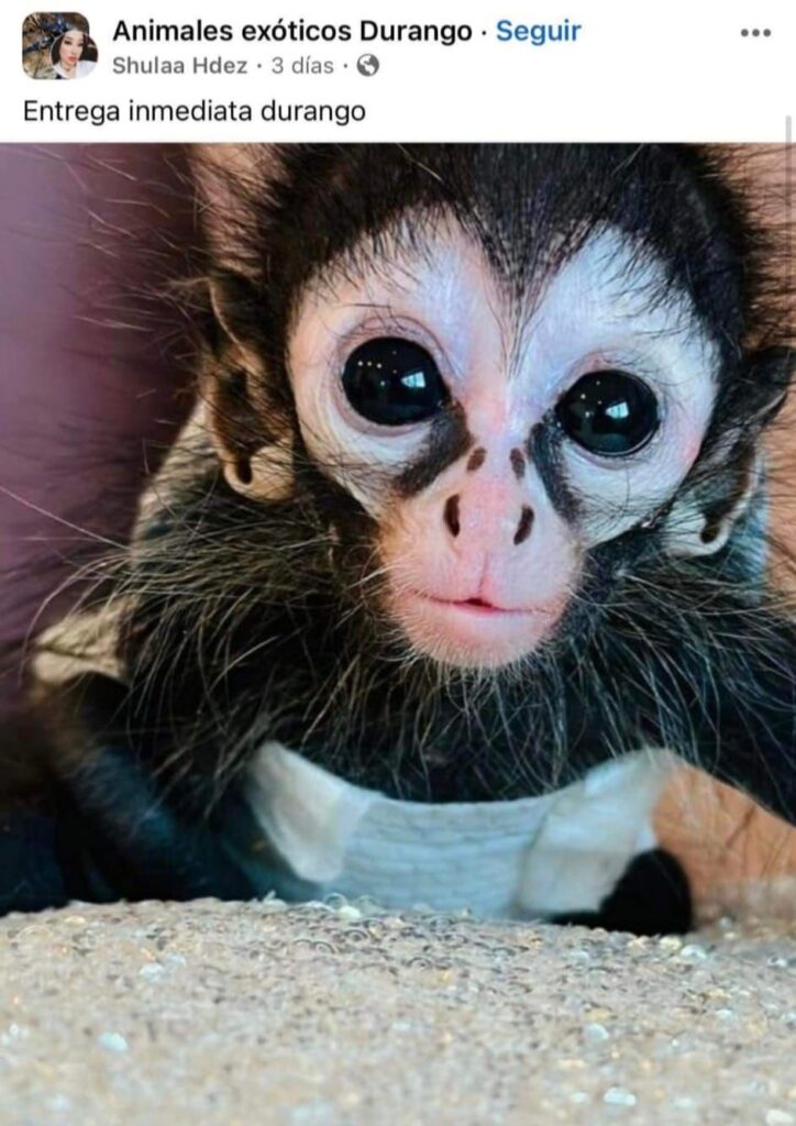 Políticos e influencers presumen posesión de monos 