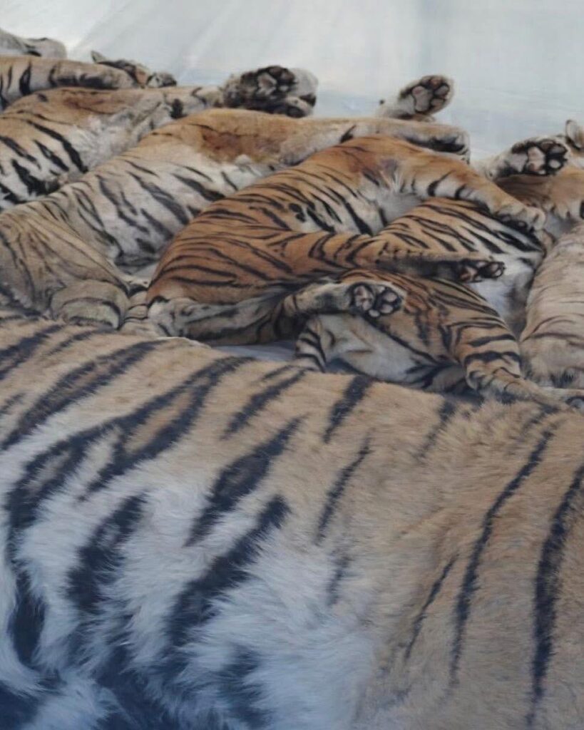Misteriosa peste felina deja 72 tigres muertos en Tailandia