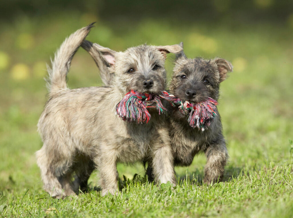 Un cachorro sano hoy  será un perro feliz mañana