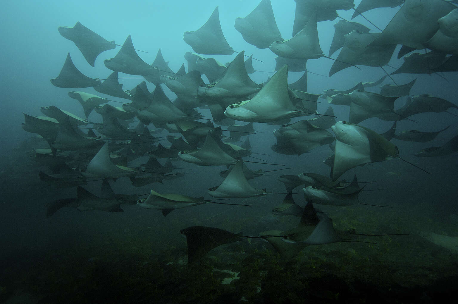 Anulan autorización del proyecto “Baja Bay Club” 