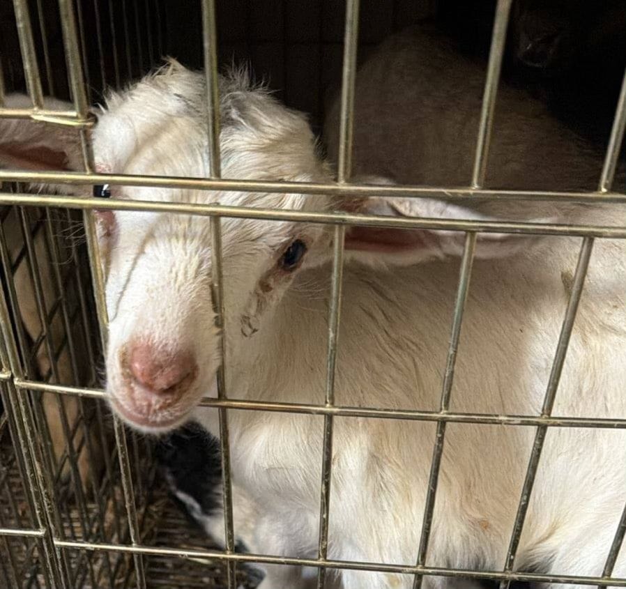 Rescatan a más de 900 animales en Ecatepec