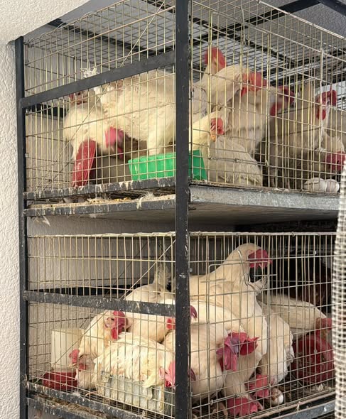 Rescatan a más de 900 animales en Ecatepec