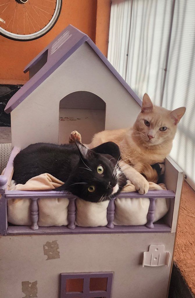 Refugio capitalino impulsa rescate responsable 