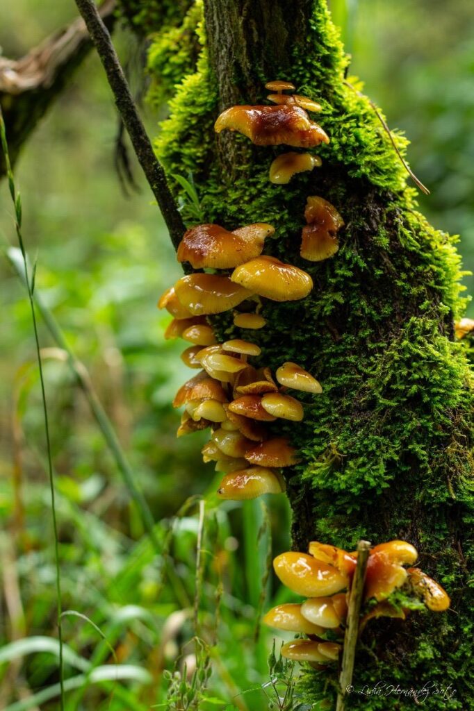 Senderismo en CDMX:  reencontrarse con la naturaleza