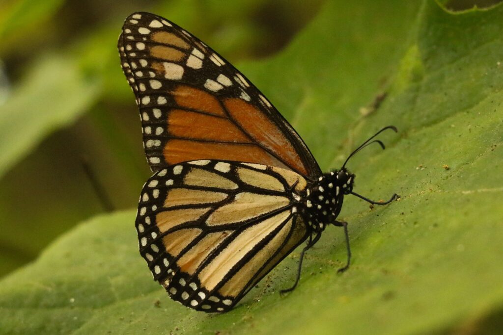 La presencia de la mariposa Monarca aumenta 64% 