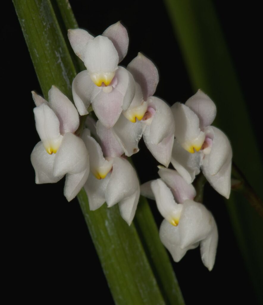 Invitan a la exposición de orquídeas en el sur de CDMX