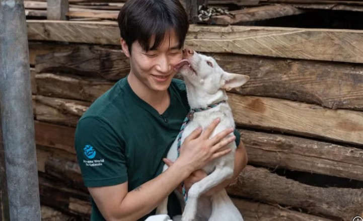 Impulsan erradicar comercio de carne de perro