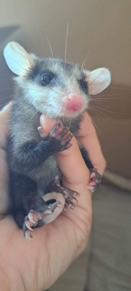 ¡Tlacuache Fest 2026: Educación Ambiental!