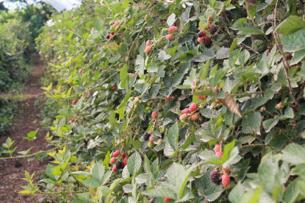 Chapingo y Alpasa Farms impulsan el sector berries 