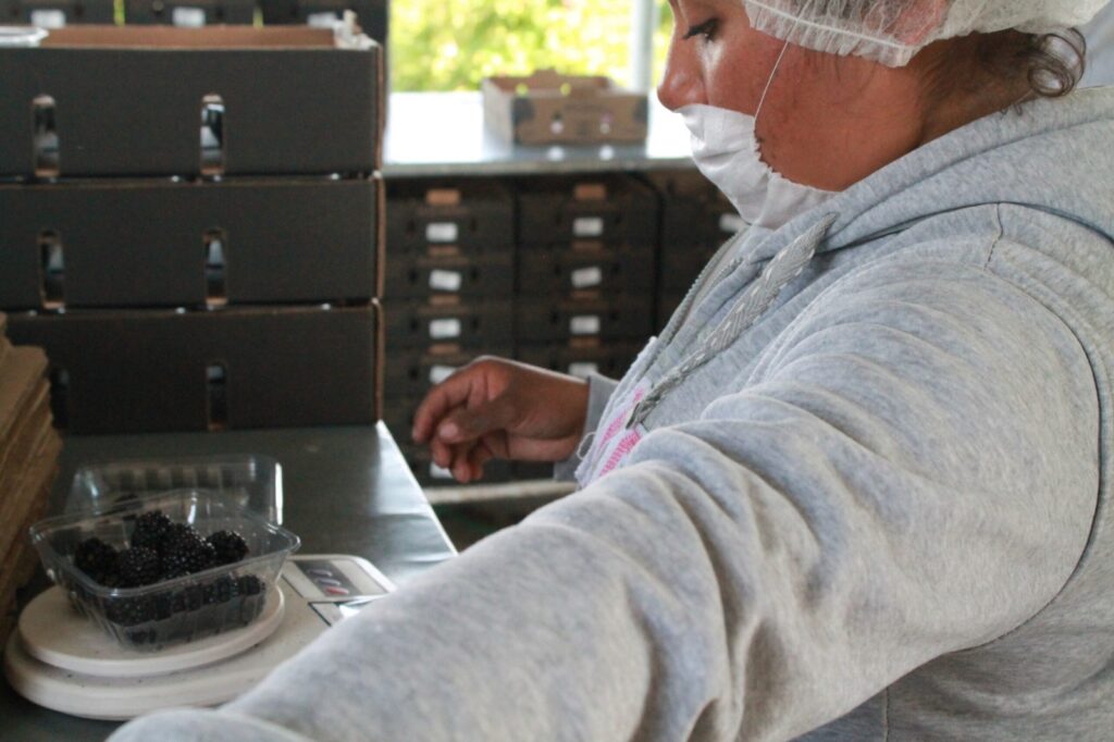 Chapingo y Alpasa Farms impulsan el sector berries 