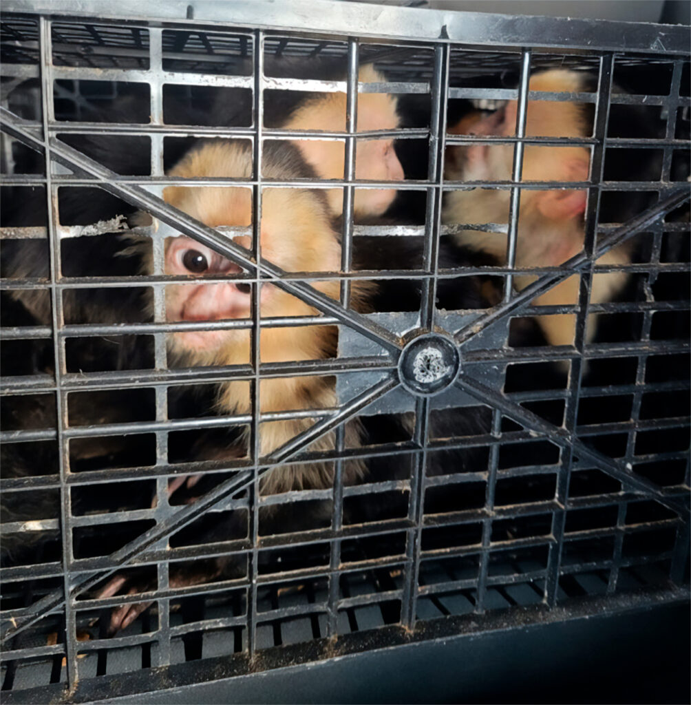 Reciben 10 monos capuchinos en Tabasco