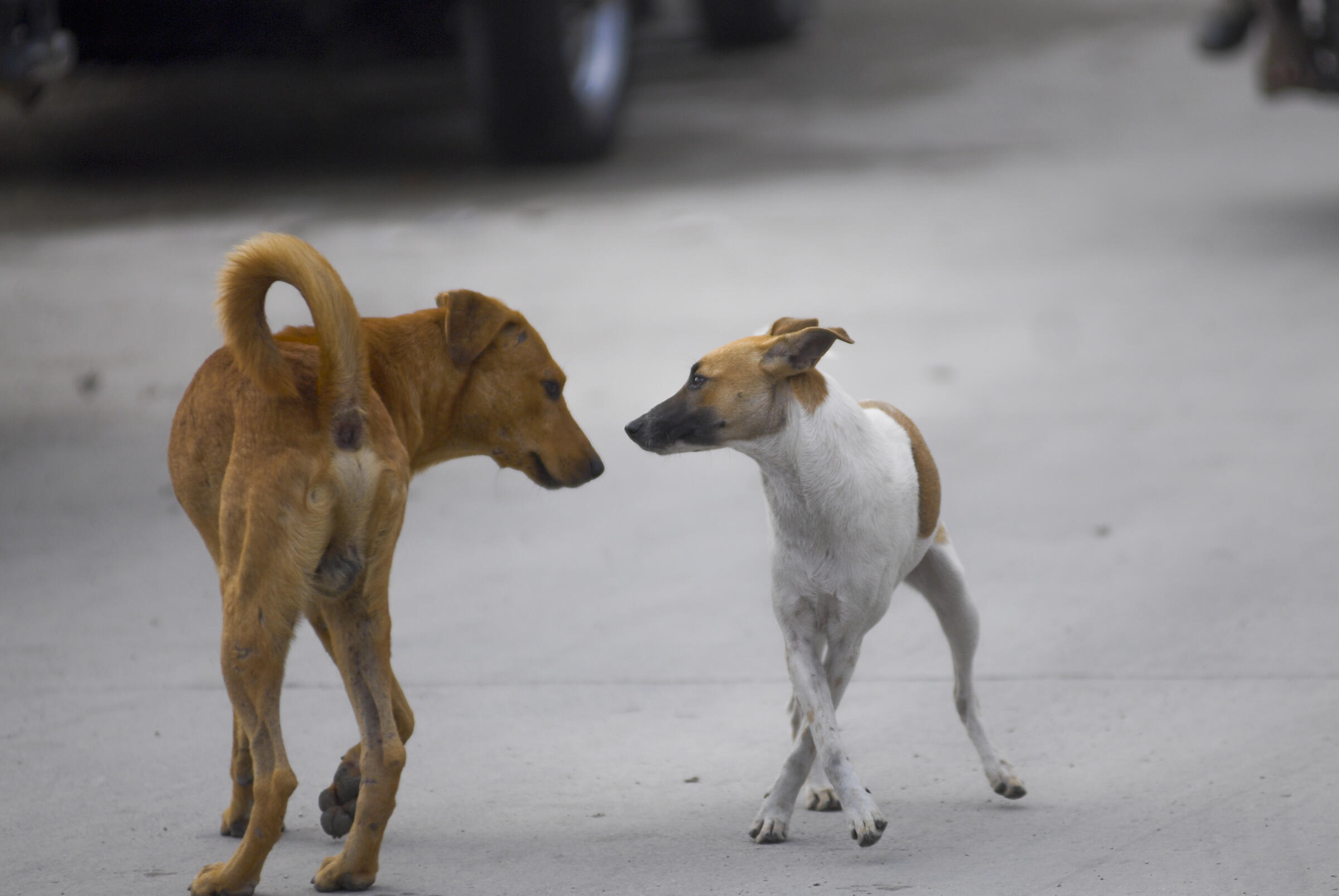 Causas que llevan animales a vivir en situación de calle 