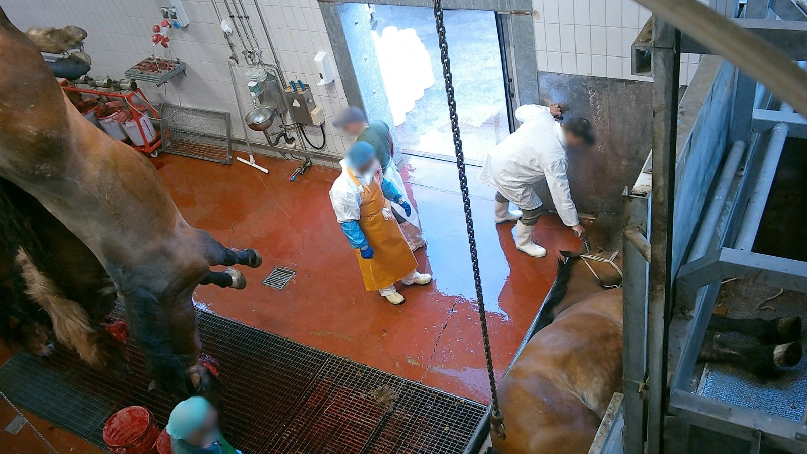 Caballos dopados destinados a consumo humano en Italia