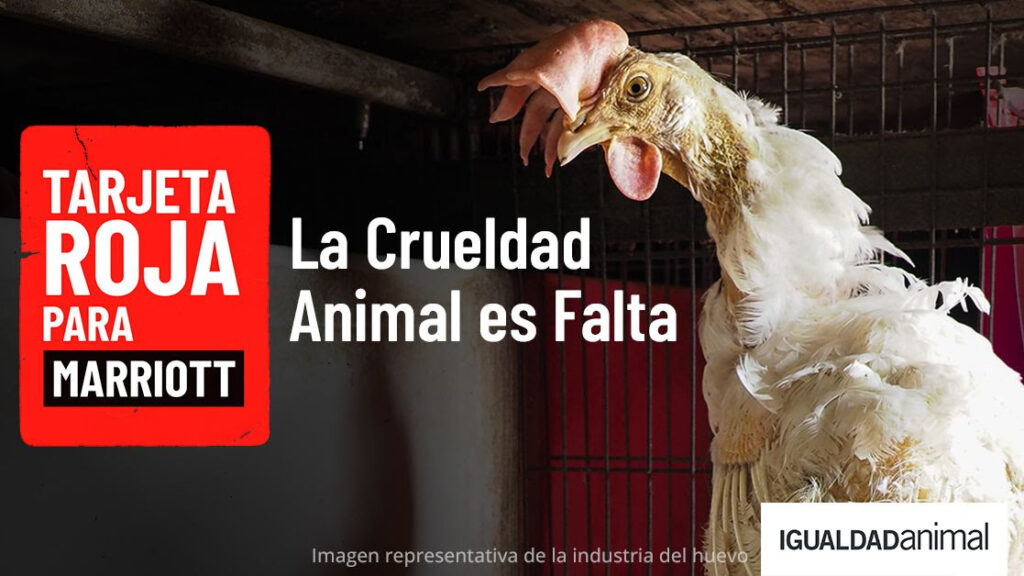 Tarjeta roja a Marriott: incumple huevos sin jaulas