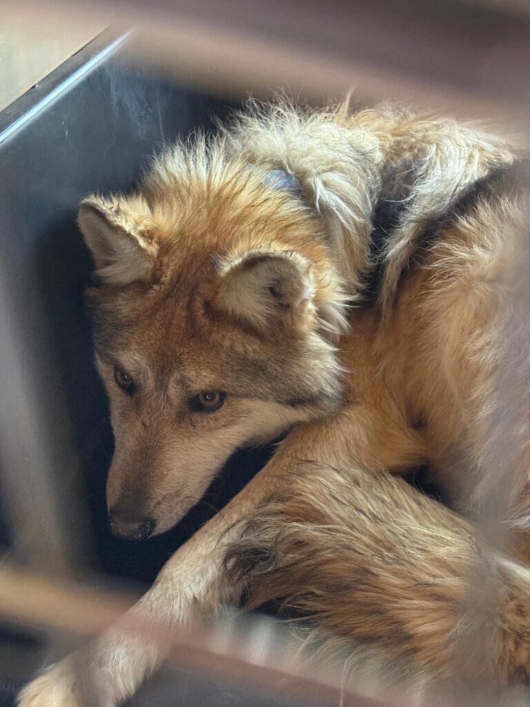 México realiza segundo traslado de lobo mexicano 